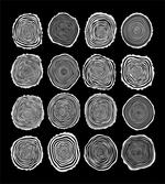 Abstract Whirlpool Timber