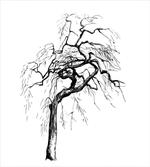 Autumn Tree Dry Branches artwork