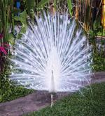 Tropical Garden Feather