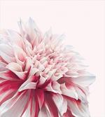 Close up Floral Blossom