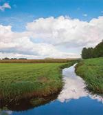 Calm River Meadow Trees