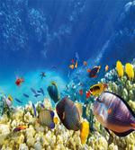 Ocean Animals