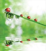 Ladybug on Water Image artwork