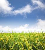 Paddy Rice Field