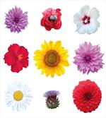 Various Type Petals Photo