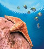 Coral Fishes Sea artwork