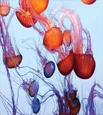 Jellyfish in the Ocean