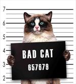 Jail Kitty Under Arrest