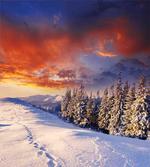 Mountains Pine Trees