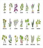Educational Herbs Design