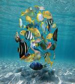 Shoal of Fish Underwater