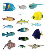 Marine Life Creatures