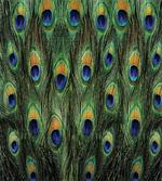 Exotic Animal Feathers