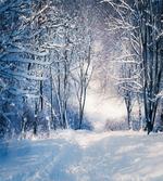 Alley in Snowy Forest