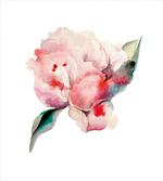 Watercolor Penoies Nature