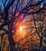 Majestic Trees Woods