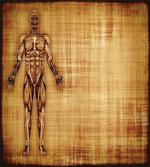 Human Body Style