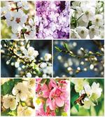 Spring Scenery Collage
