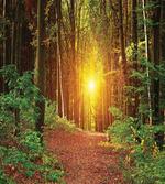 Pathway to Timberland