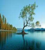 Tree Lake Nature Themed