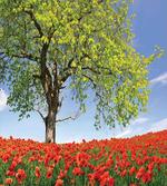 Spring Scenery Flowers