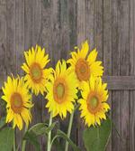 Helianthus Sunflowers