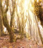 Morning Sun Rays Trees