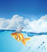 Goldfish with Shark Fin