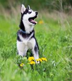 Puppy on Grass