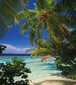 Maldives Palms Sky