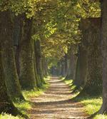 Alley with Oak Trees