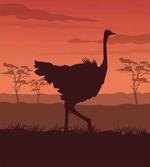 Sunset Silhouette Wild Bird