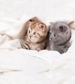 Scottish Fold Kittens