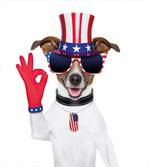 Jack Russell Dog