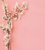 Tree on Pastel Pink
