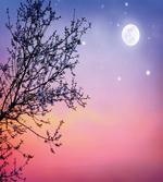 Dreamy Sky Spring Tree artwork