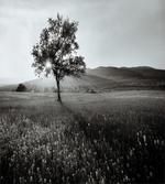 Lonely Tree