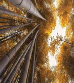 Fall Landscape Bamboo