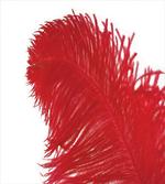 Ostrich Fluff Plume Photo