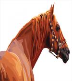 Race Jokey Horse Nature