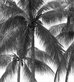 Coconut Palms Tropical
