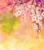 Sakura Floral Beauty