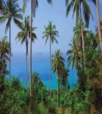 Ocean Jungle Beauty