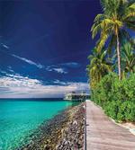 Beach Palm Trees Sky