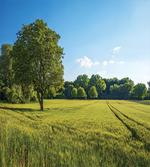 Uplifting Nature Photo