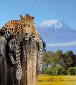 Leopard on a Tree