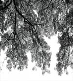 Tree Branches and Leaves