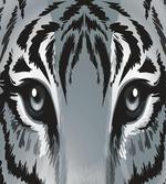 Tiger Sharp Eyes Wildlife