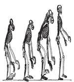 Evolution Theme Ape to Man