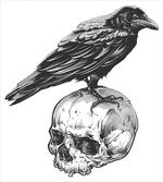 Sketchy Old Skull Image